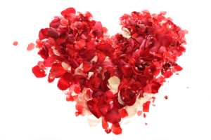 valentine roses